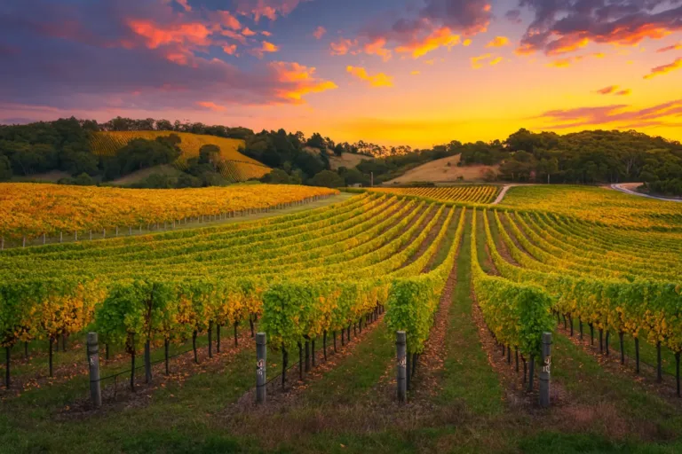 Najbolje jesenje ture za ljubitelje vina u regionu